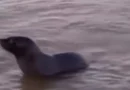 Inusual aparición de un lobo marino sorprende a los vecinos de Quilmes