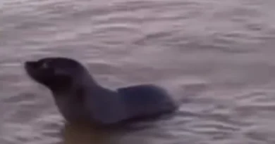 Inusual aparición de un lobo marino sorprende a los vecinos de Quilmes