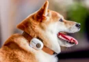 Desarrollan un collar con inteligencia artificial para interpretar las emociones de perros y gatos