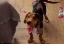 Mascota destruye un álbum del Mundial casi completo y se vuelve viral en Mar del Plata