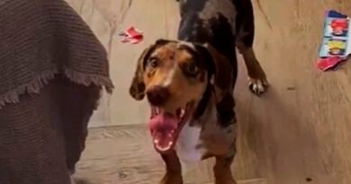 Mascota destruye un álbum del Mundial casi completo y se vuelve viral en Mar del Plata