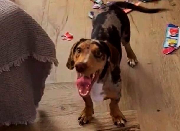 Mascota destruye un álbum del Mundial casi completo y se vuelve viral en Mar del Plata