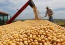 Argentina endurece el control de semillas bajo presión de Estados Unidos y desata el rechazo agrícola