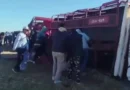 Insólito Siniestro en Ruta 188: Vuelco de Camión con Porcinos Desata Faena Espontánea en Pergamino