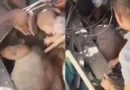 Milagro en medio de la tragedia: Rescatan a bebé y adulto de escombros tras devastador sismo en Colombia