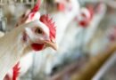 Granja Tres Arroyos: 250 Despidos en Concepción del Uruguay Ante Crisis del Sector