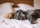 Córdoba: Impulsan proyecto para permitir entierros conjuntos de personas y mascotas