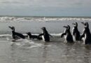 Costa Bonaerense: Seis Pingüinos Rehabilitados Regresan a su Hábitat Natural