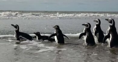 Costa Bonaerense: Seis Pingüinos Rehabilitados Regresan a su Hábitat Natural