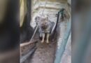 Zorro silvestre fue rescatado de un patio en Ostende y devuelto a su hábitat natural en Pinamar
