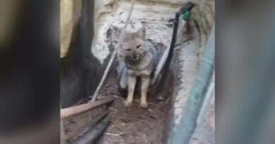 Zorro silvestre fue rescatado de un patio en Ostende y devuelto a su hábitat natural en Pinamar