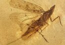 Hallazgo en Ámbar de Myanmar Revela Insecto del Cretácico con Sorprendente Aparato Bucal