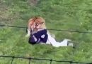 Insólita Tragedia en Inglaterra: Hombre Muere Atacado por Tigre tras Ingresar a su Recinto