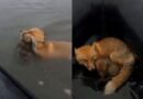 Formosa: Instinto Maternal Salva a Cría de Zorra de las Inundaciones