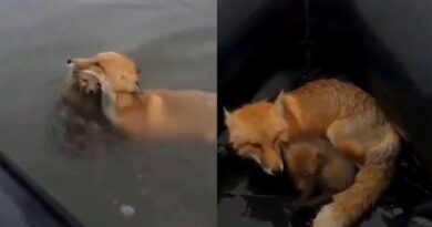 Formosa: Instinto Maternal Salva a Cría de Zorra de las Inundaciones